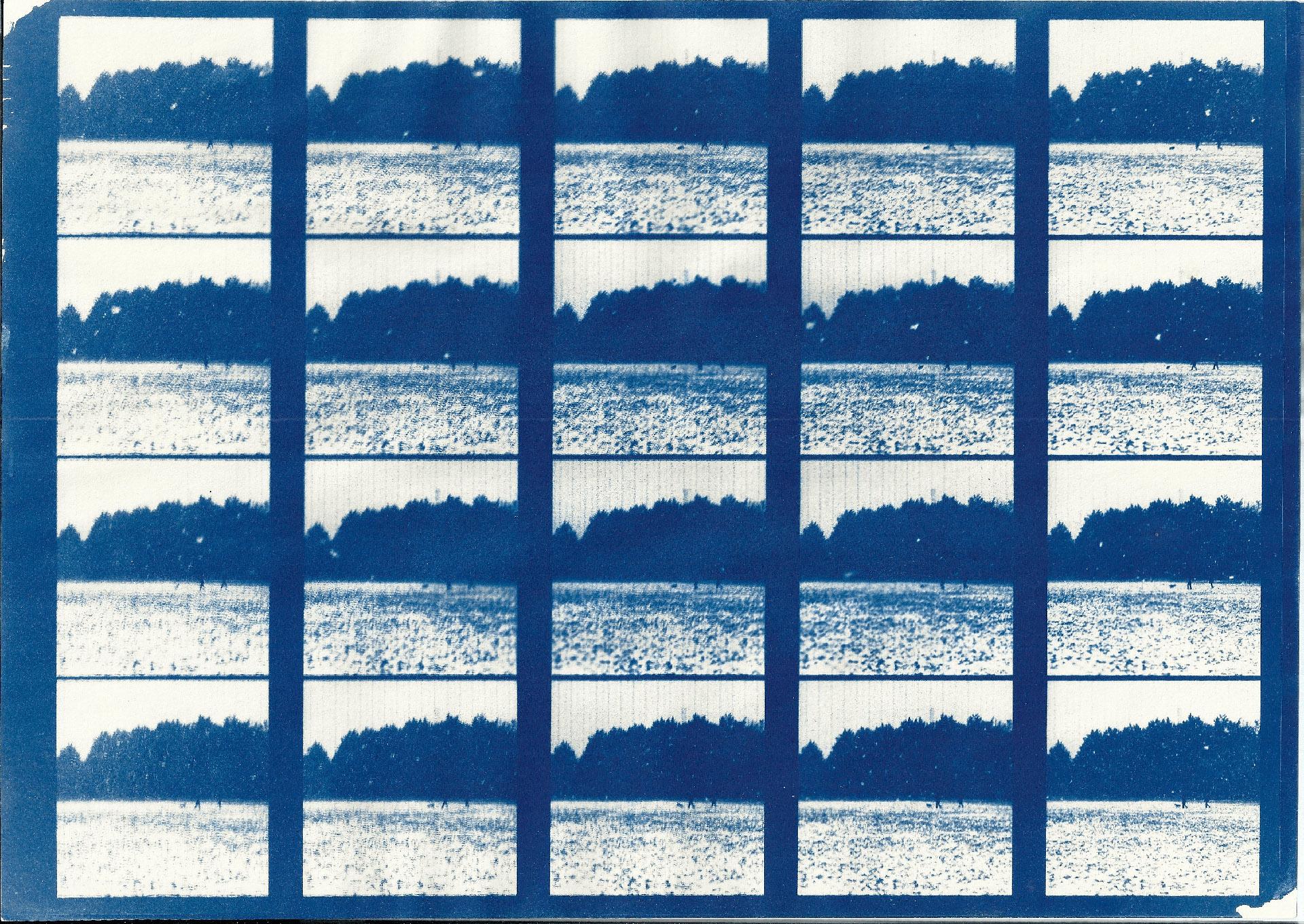cyanotype print