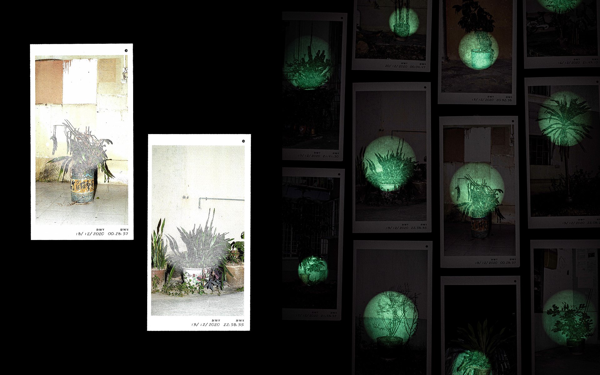 Night Garden
