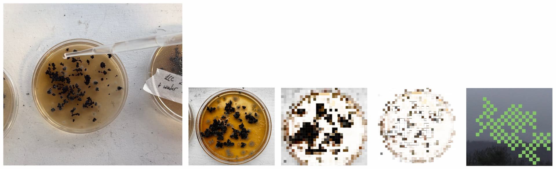 Mycotic Preservation Grid