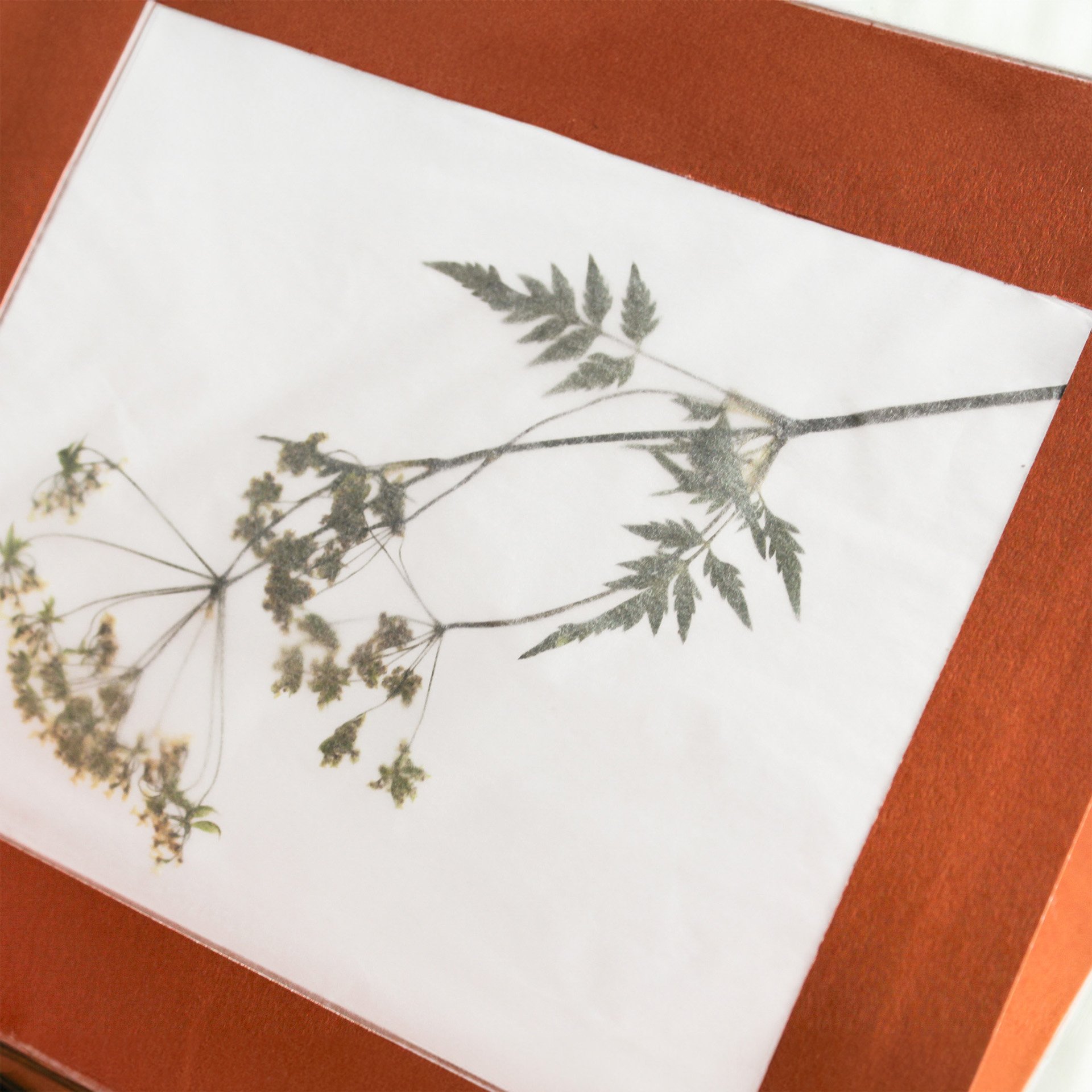 Anthology of Sentiments