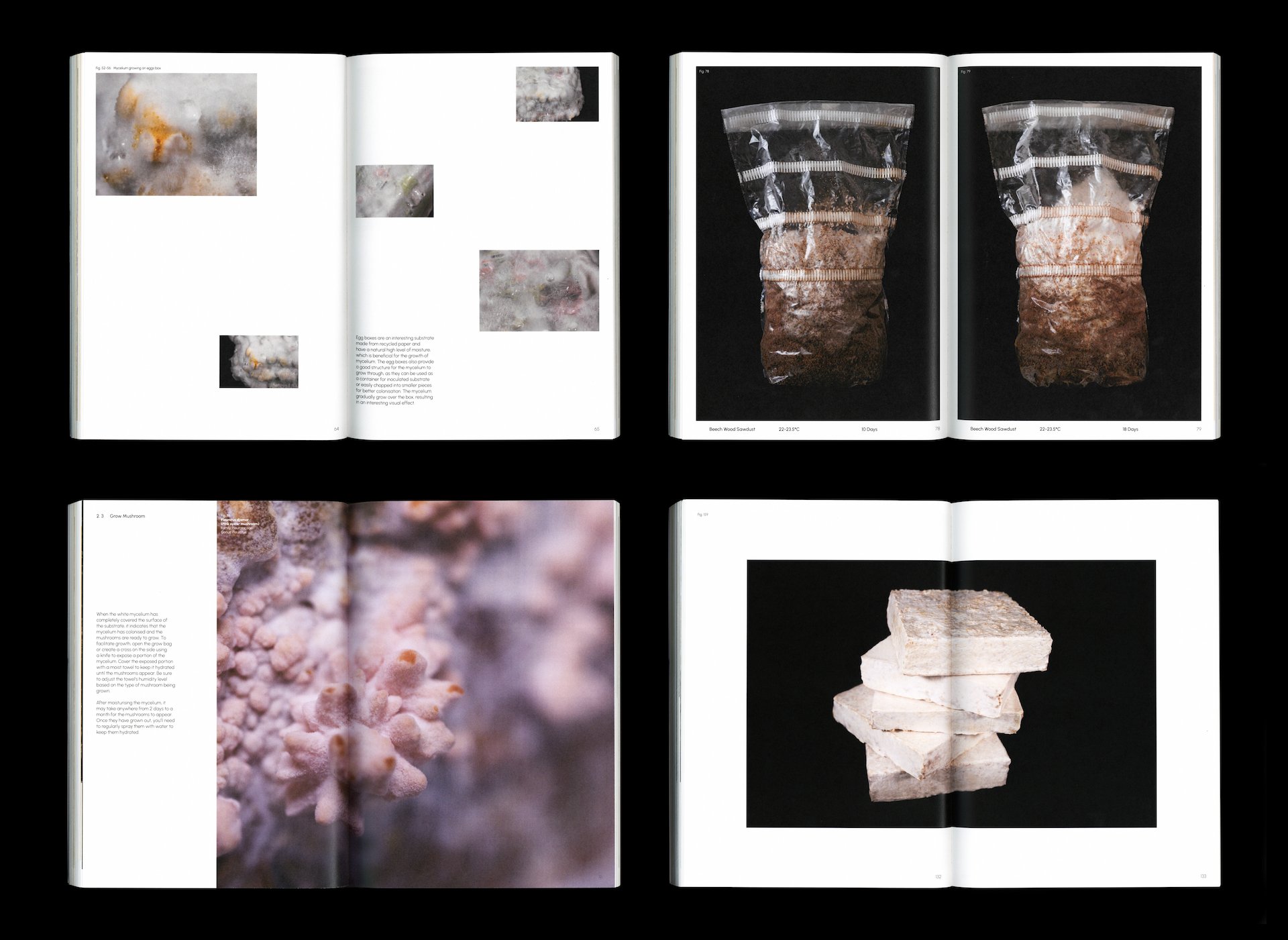 Mushroom, mycelium and us