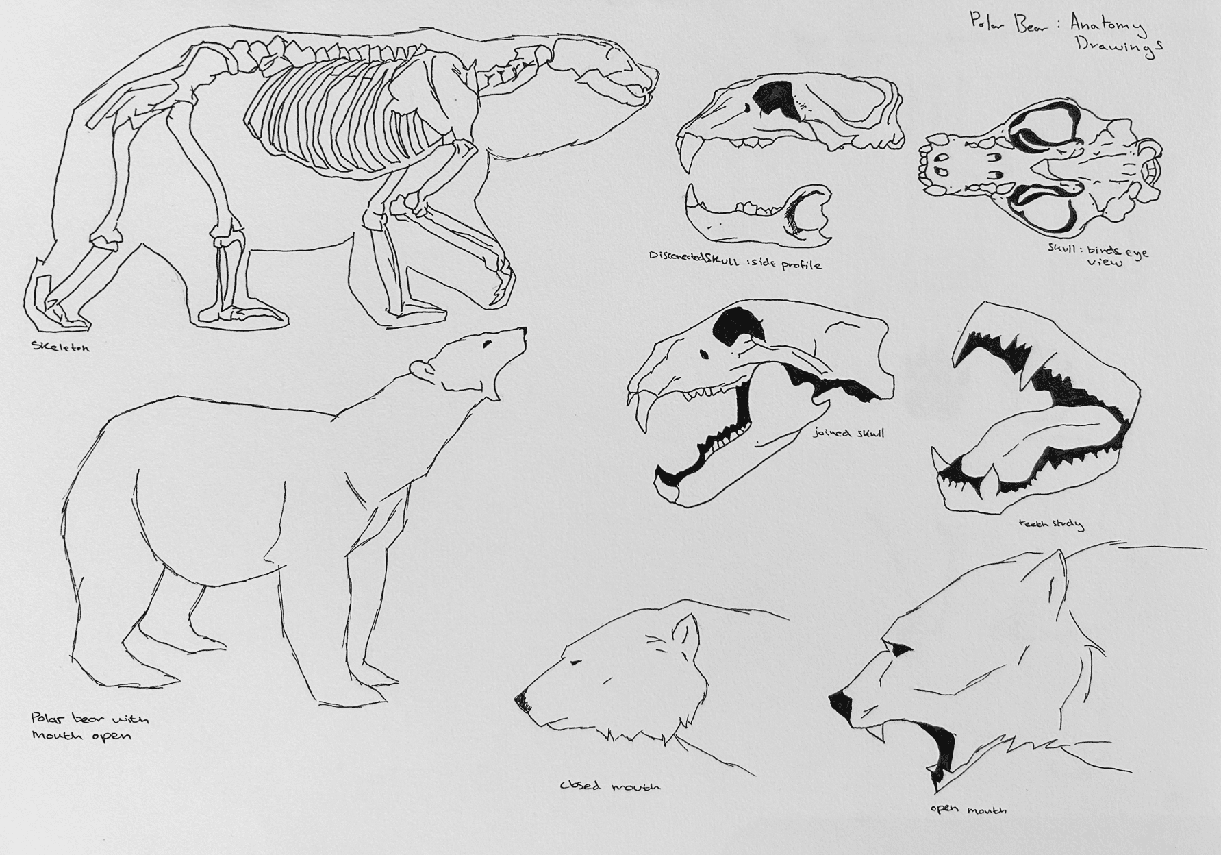 Scientifically accurate renditions inspired by anatomical photographs, offering a detailed study of polar bear skeletal structures. These drawings also served as a foundation for exploring various facial expressions, aiding in the conceptualisation of features for my creature.