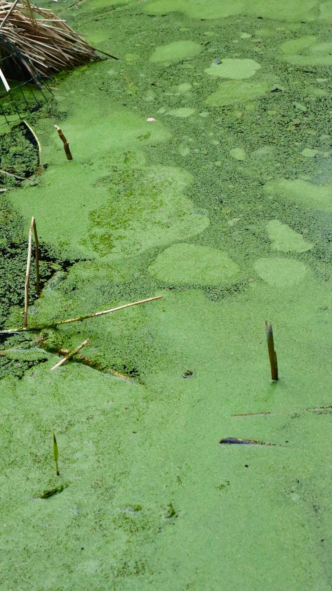 Actual conditions of algal blooms in water bodies.
Taken by Canon M200
Shooting Date: 2024/03/20